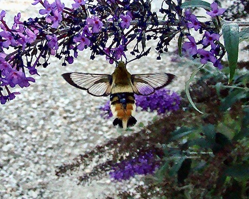 narrow-bordered bee hawkmoth